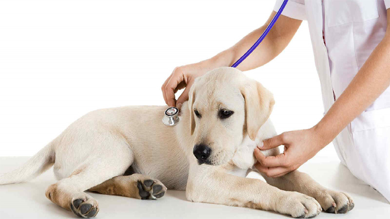 Bệnh ký sinh trùng máu ở chó: Nguyên nhân, biểu hiện và cách điều trị