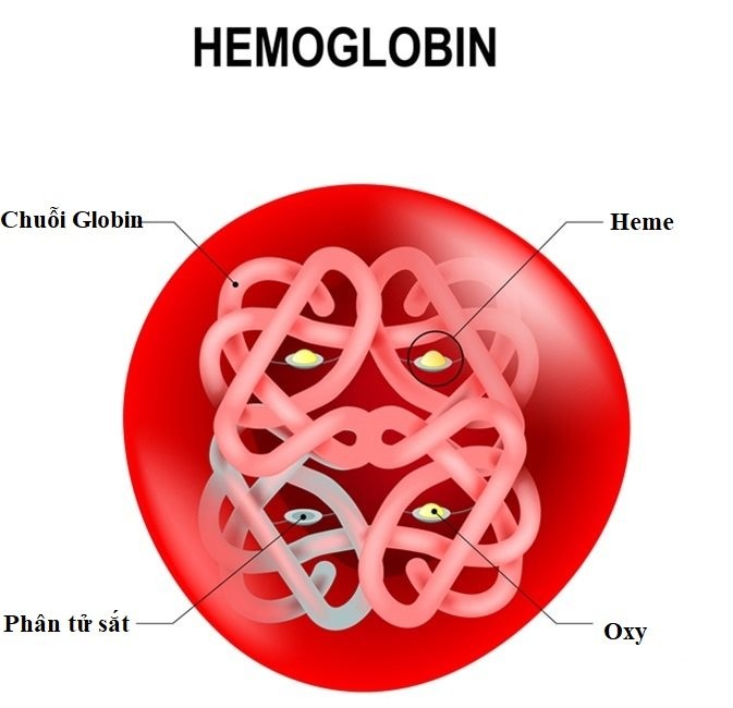Xét nghiệm điện di huyết sắc tố (hemoglobin) có ý nghĩa gì? - <strong>Klept.com.vn</strong>” width=”600″ height=”579″ data-lazy-sizes=”(max-width: 600px) 100vw, 600px” title=”hemoglobin-1″><figcaption id=