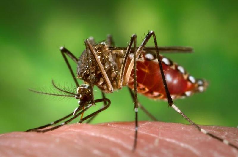 Những hiểu lầm vê bệnh sốt xuất huyết có thể khiến bạn tử vong