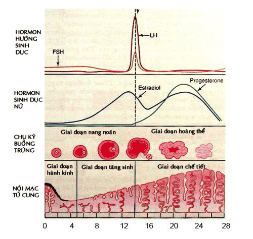 Progesterone: Hormone sinh dục quan trọng và điều cần biết