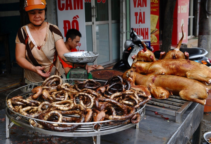 Thịt chó không bổ dưỡng bao nhiêu mà còn là mầm mống lây bệnh