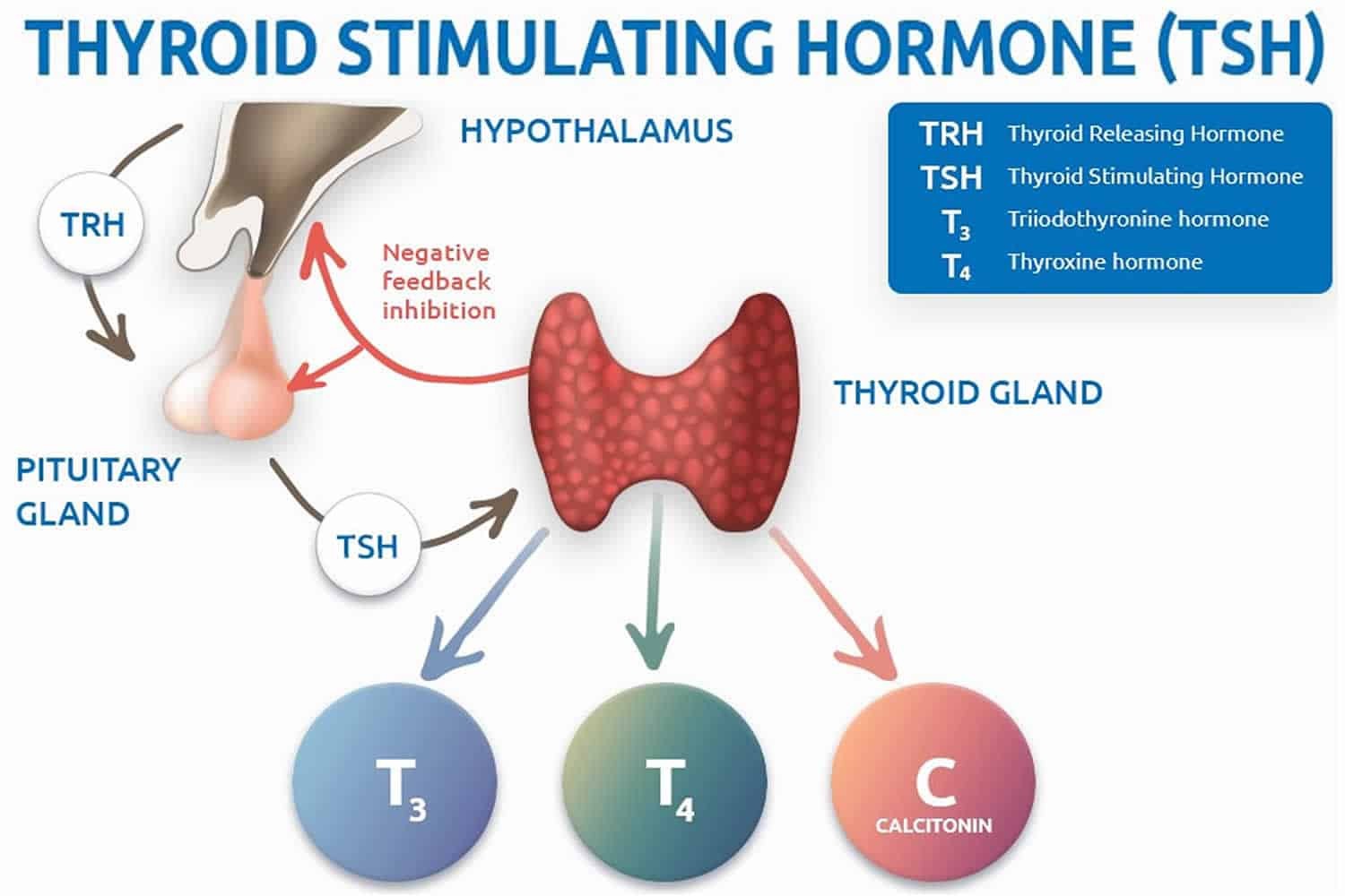 Xét nghiệm TSH trong sàng lọc bệnh lý tuyến giáp là gì? - <strong>Klept.com.vn</strong>” width=”600″ height=”400″ data-lazy-sizes=”(max-width: 600px) 100vw, 600px” title=”thyroid-stimulating-hormone”><figcaption id=