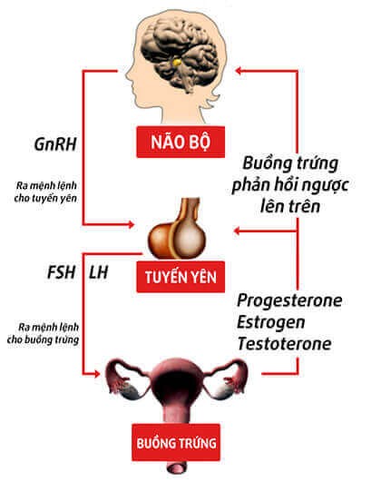 Trục hạ đồi - tuyến yên - buồng trứng